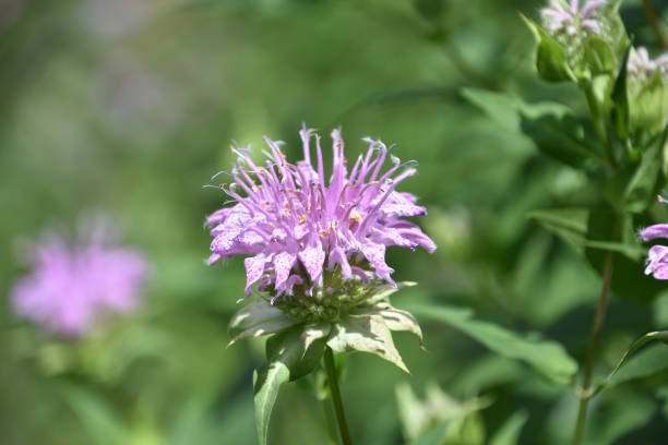 istock Garden with Light Purple Blooming Bee Balm 1435833832