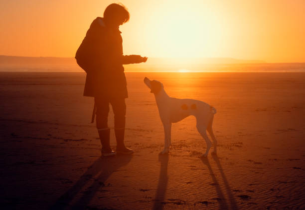 istock Dog walking on the beach 1435833902