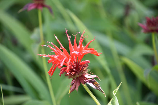 Bright Red Blooming Monarda Flower Attracting Bees stock photo