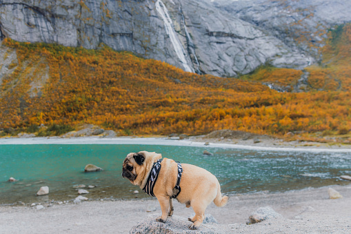 Cute dog - pug breed staying on the stone by the lakeshore overlooking the crystal blue glacial lake in Jostedalbreen National park, Western Norway