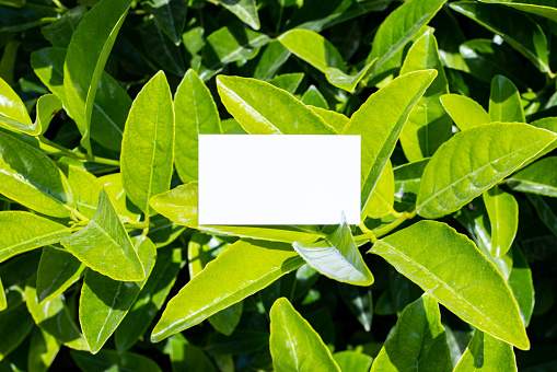 Flat card on tropical green leaves outside for web background design. White isolated background. Abstract landscape background mock up . Happy holiday. Web banner template. Natural beauty