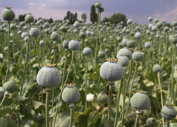 растения опиума, растущие в афьонкарахисаре, турция - opium стоковые фото и изображения