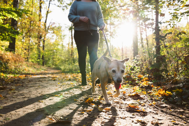 istock dog walk: young redhead woman with mixed-breed dog 1435837656