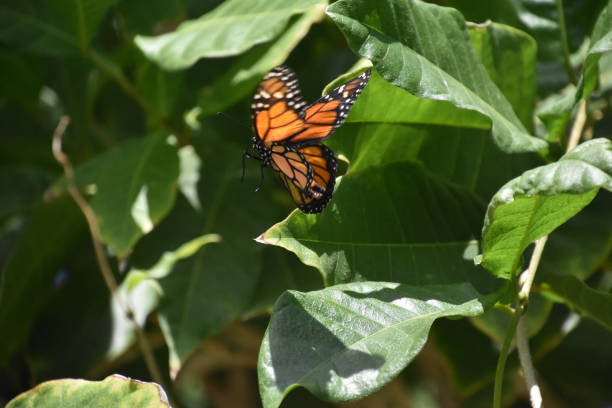 istock Monarch Butterfly flying in a Garden 1435839052