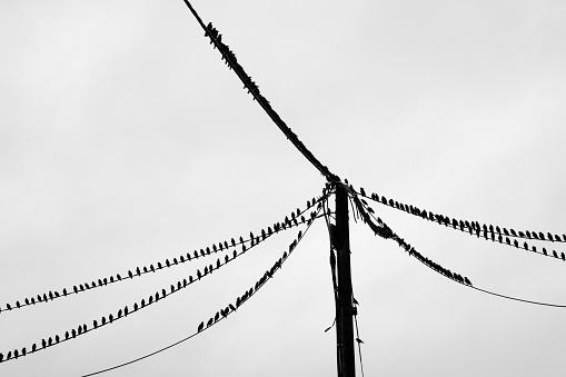 A flock of migrating birds sitting on a telehpne wire, Devon UK.