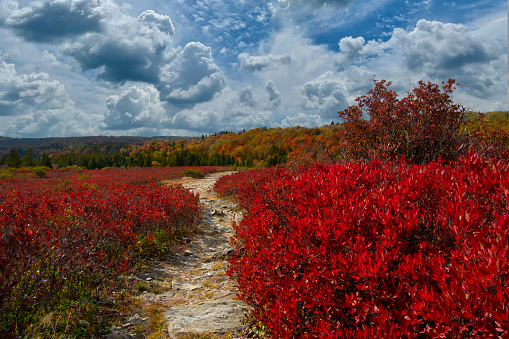 Dolly Sods Wilderness, West Virginia - Walk in nature