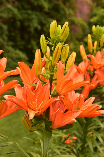 istock Beautiful Orange Lilies Budding and Blooming in Garden 1435842981