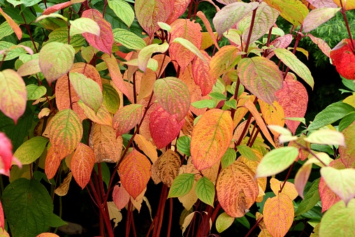 The autumn leaves of Cornus Alba Sibirica.