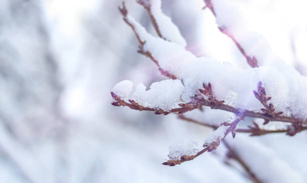 istock Winter. Tree branch in the snow 1435844209