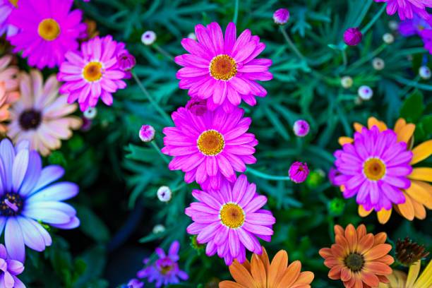 istock Top view of exotic Dimorphotheca ecklonis flowers blooming with purple petals 1435850653