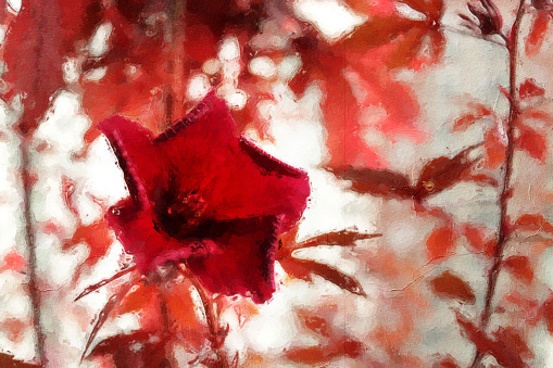 A brooming Cranberry hibiscus from re-touching look like oil painting on canvas frame