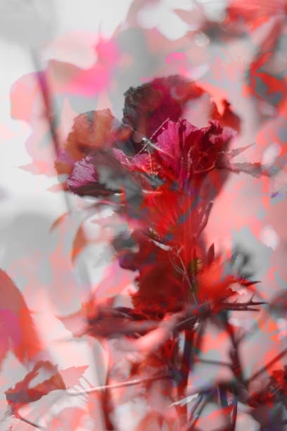 istock abstraction of Cranberry hibiscus blossom 1435853913