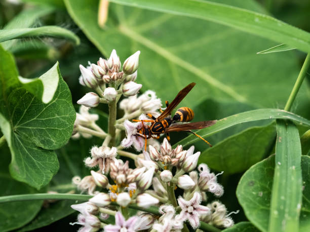 istock dark-waisted paper wasp on small flowers 1435854053