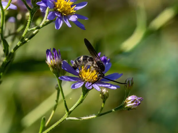 Photo of Campsomeriella annulata scoliid wasp on flowers 1