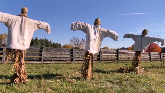 Scarecrows in Agricultural Field