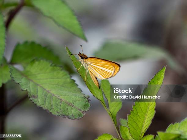 나뭇잎에 은색 줄 지어 잔디 선장 나비 0명에 대한 스톡 사진 및 기타 이미지 - 0명, 갈색, 곤충 - iStock