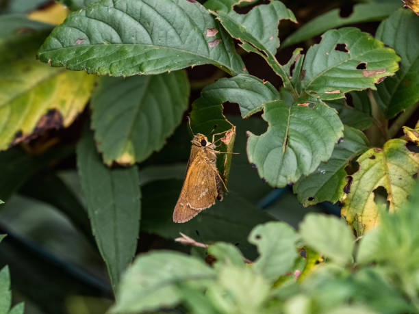 istock Common Straight Swift butterfly rests in a bush 1 1435855780