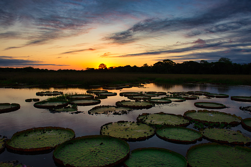 a magnificent sunset over a lake filled with giant water lilies
