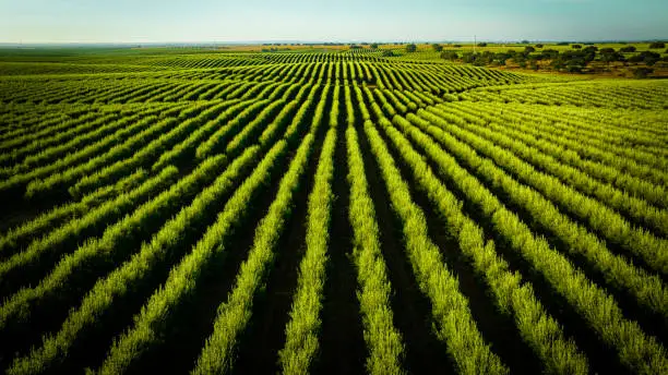 Photo of Aerial Images of agricultural plantation in southern Portugal, with a vast green area