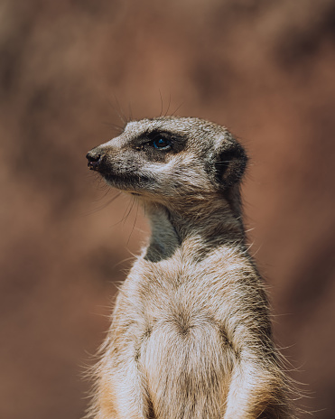 A lonely meerkat staring into the distance seeking for potencial danger. These little mongoose family mammals can only be found nowadays in the deserts of Angola, South Africa, Namibia and Botswana.
