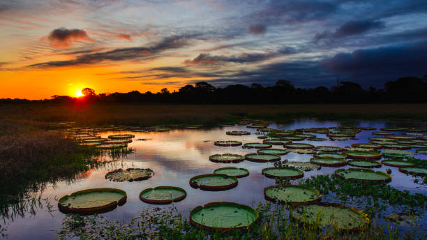 coucher de soleil sur un lac du pantanal - brazil environment nature sunlight photos et images de collection