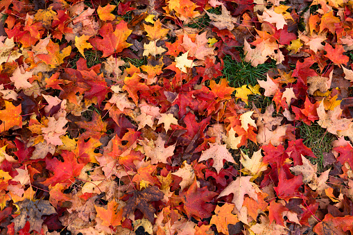 Full frame picture of autumn leaves on the ground