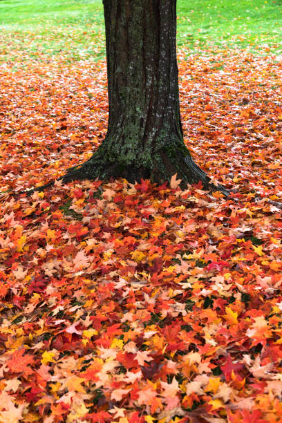 istock Maple tree trunk with autumn leaves on the ground 1435857684