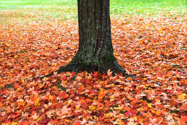 istock Maple tree trunk with autumn leaves on the ground 1435857685