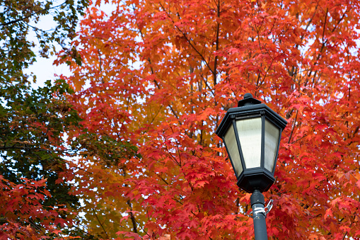 Street lamp with a red maple tree in the background, Plymouth, New Hampshire, USA