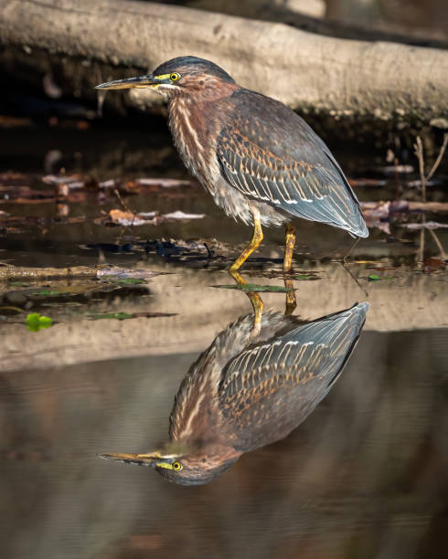 istock Green Heron bird looking for a meal 1435861442