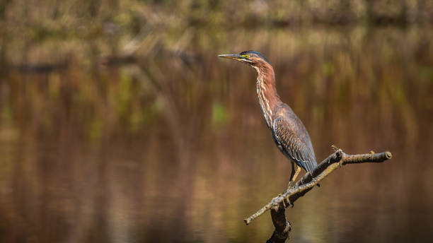 istock Green Heron bird looking for a meal 1435861629