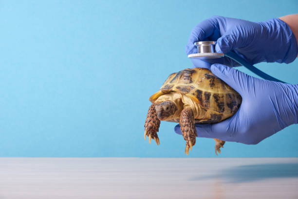 istock Veterinarian examining cute turtle in clinic close up 1435862123