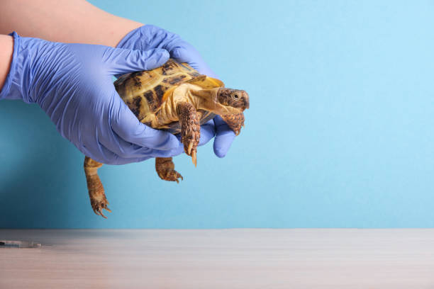 istock Veterinarian examining cute turtle in clinic close up 1435862125