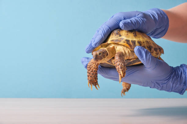 istock Veterinarian examining cute turtle in clinic close up 1435862136