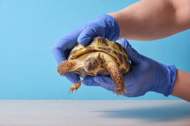 istock Veterinarian examining cute turtle in clinic close up 1435862138