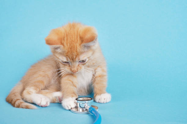 Cute red kitten is playng with stethoscope on blue background copy space