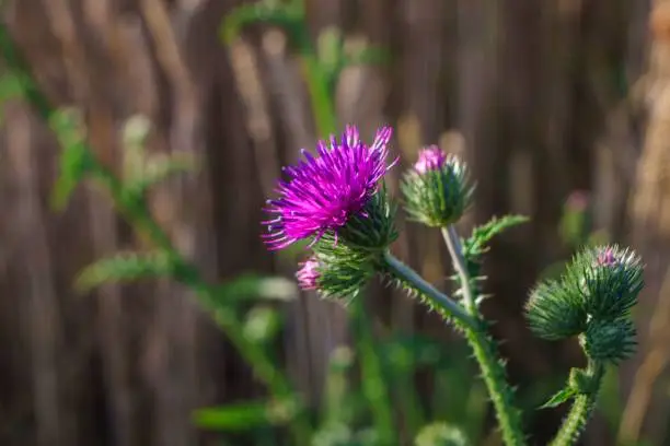 Photo of Wild purple thistle in the field