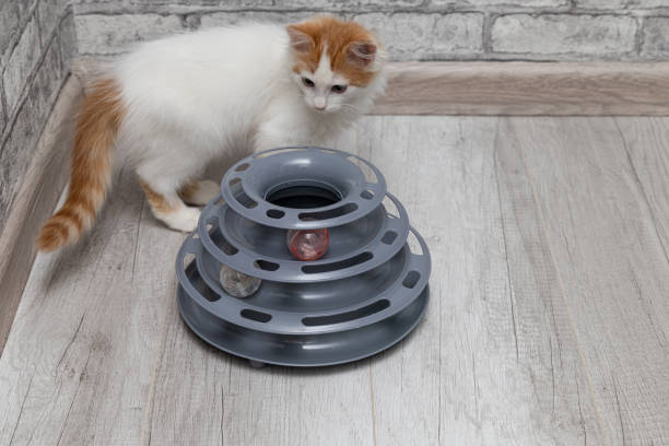 istock a toy with balls for a cat is on the floor 1435863638