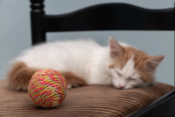a toy ball for a cat lies next to a kitten. kitten toy