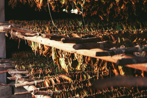 istock Tobacco leafs drying, Vinales Valley, Cuba 1435864081