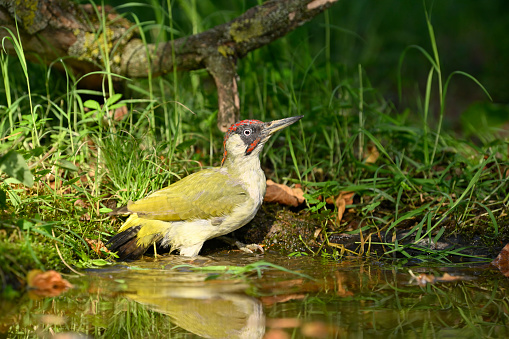 Male green woodpecker in water