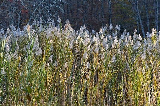 Common reeds (phragmites australis) in fall with woodland background, northwest Connecticut. Introduced to the U.S. from Europe, this invasive species thrives in wetlands. There is a strain of the common reed that is native to the U.S., but it is very rare in New England.