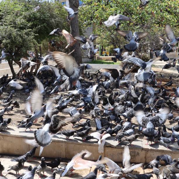 flock of pigeons - lisbon square landscape imagens e fotografias de stock