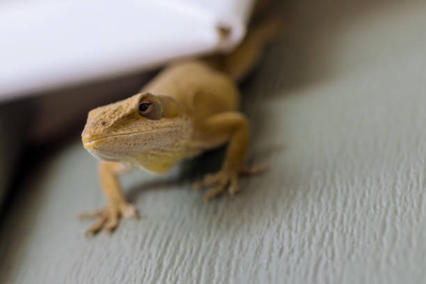 istock Lizard is sitting on the plastic wall in the house 1435867390