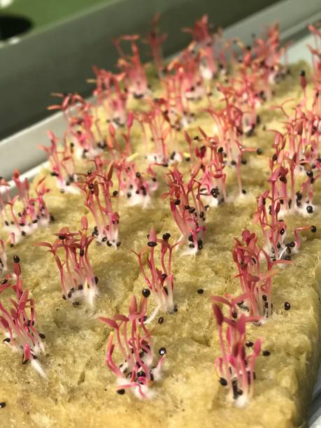 sementes (amaranthus cruentus) espinafre vermelho ou crescimento de espinafre chinês com método hidropônico - amaranthus cruentus - fotografias e filmes do acervo