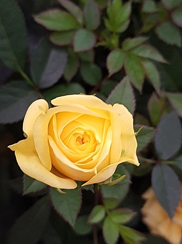 Closeup on a yellow rose, isolated, top view on a green background.