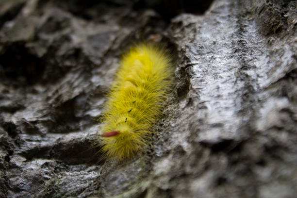 Close-up yellow caterpillar on tree bark