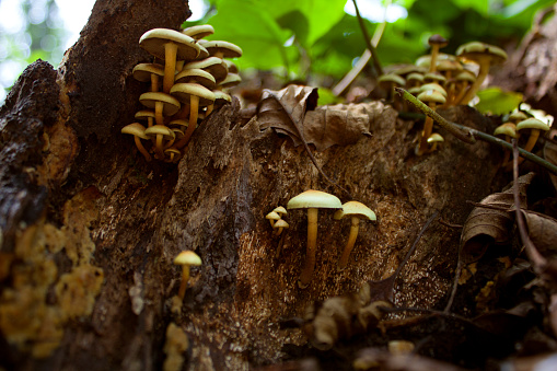 Tiny mushrooms on rotten tree trunk