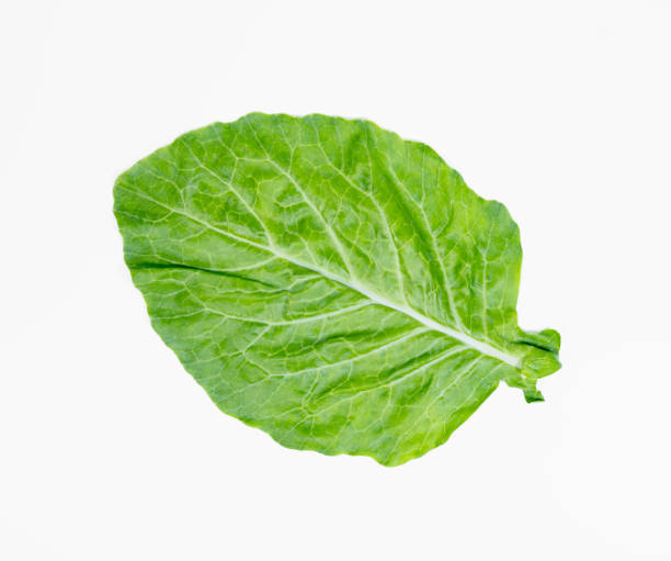 istock leaves of collards on background,Chinese kale 1435875461