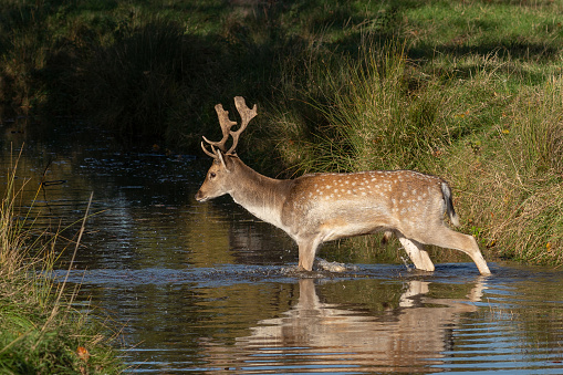 A young fallow stag deer crossing a shallow river at Phoenix Park, Dublin, on a sunny day with beautiful light and shallow depth of view. It's a popular tourist attraction